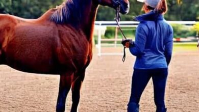 Gifts For Horse Trainers